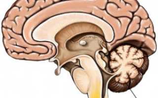 Как ствол мозга обеспечивает работу органов