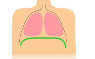 Частота дыхательных движений в норме в мин