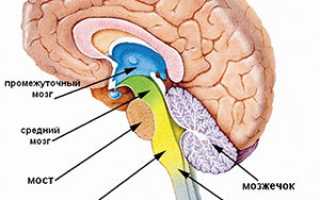 Мозг — основа слаженной работы организма