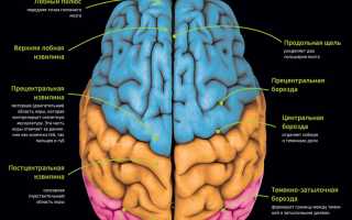 Борозды и извилины головного мозга — как уместить много в небольшой объем?