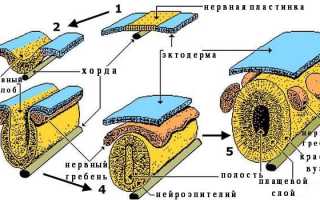 Этапы развития и строение нервной трубки у человека