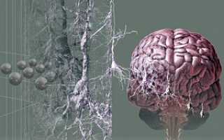 Почему происходит отмирание клеток головного мозга и каковы последствия атрофии