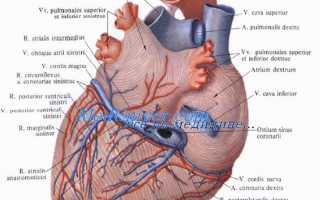 Артерии сердца ветви области кровоснабжения
