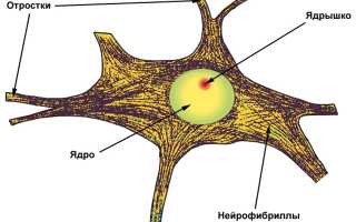 Нейрофибриллы — основа нервной клетки