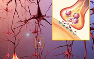 Нейромедиаторы в работе нервной системы