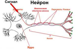 Роль аксона в функционировании нервной системы