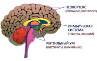 Роль неокортекса в восприятии окружающего мира и мышлении