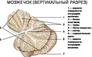Мозжечок — малый мозг