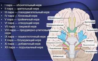 Что такое невралгия языкоглоточного нерва: причины, симптомы и лечение