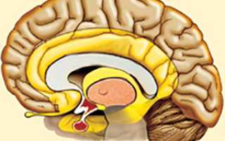 Кора головного мозга и многообразие ее функций